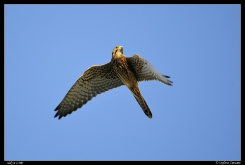 Rapace non identificato